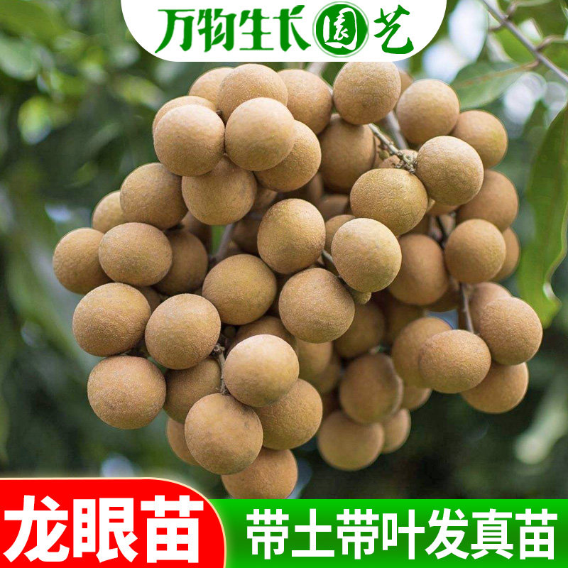 龙眼苗树特大正宗四季龙眼苗红皮龙眼树苗盆栽嫁接南方果树苗结果