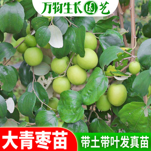 台湾大青枣树苗蜜丝枣苗青枣苗阳台庭院果树苗嫁接枣子苗当年结果