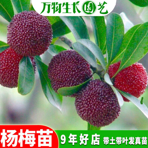 东魁杨梅苗果树苗 正宗嫁接杨梅树苗 特大早熟南北方种植当年结果