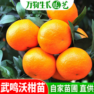 沃柑树苗 嫁接脱毒 纯正 无核091 广西武鸣正宗沃柑苗 橘子果树苗