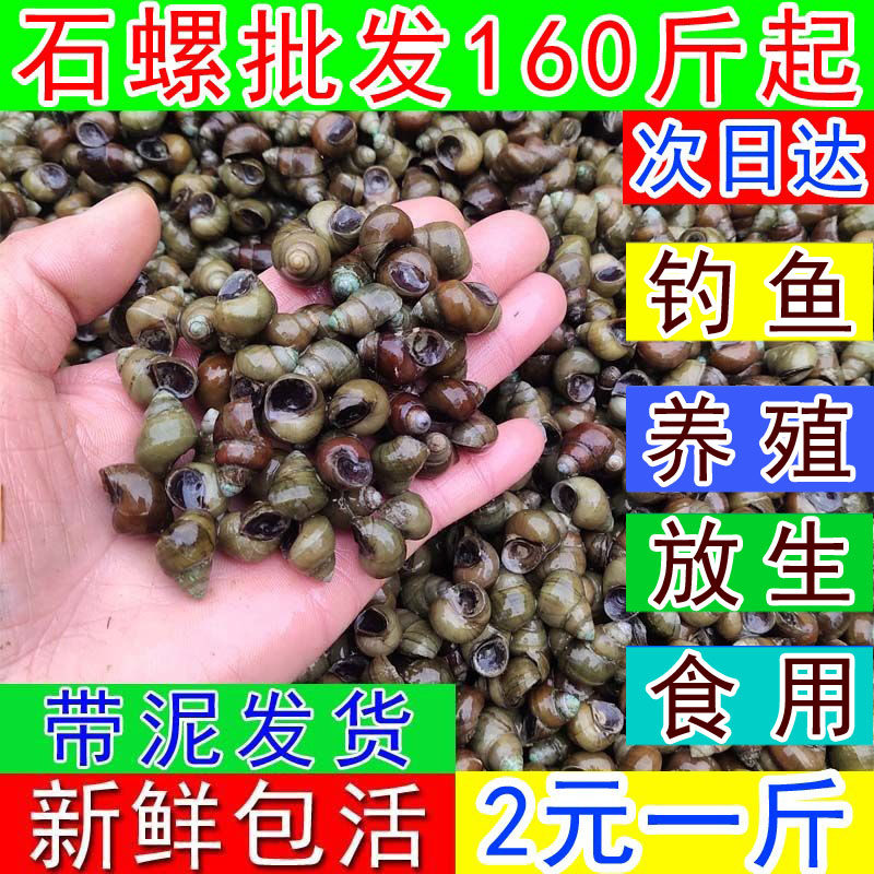田螺鲜活打窝石螺稻田养殖种螺青鱼饵料石螺苗活体汤螺新鲜现捞活