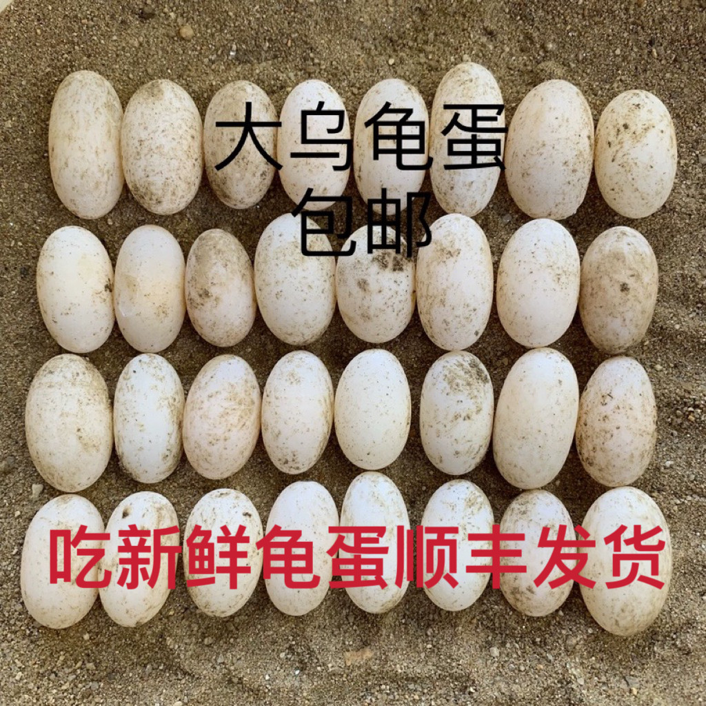食用乌龟蛋新鲜中华草龟硬壳龟蛋顺丰包邮孩子辅食泡酒龟蛋