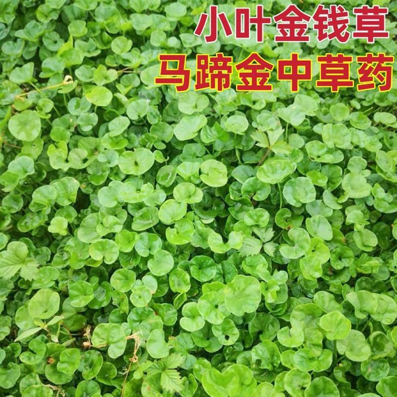 马蹄金新鲜天然小叶金钱草茶中草