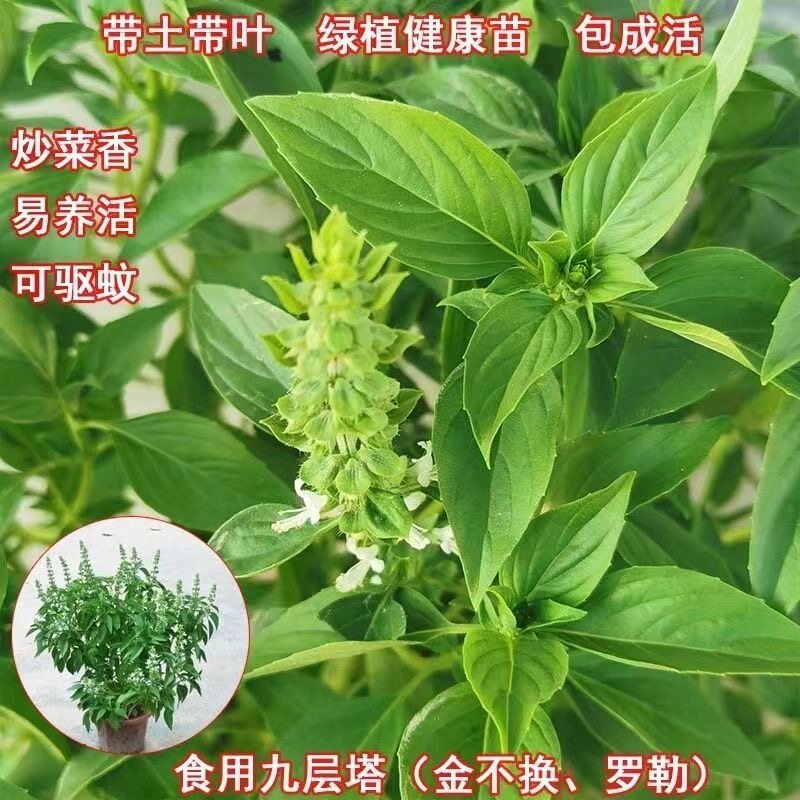 潮汕九层塔金不换盆栽可食用罗勒