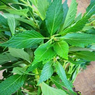 新鲜溪黄草养肝茶山羊面溪沟草黄汁草中草药护肝除湿茶熊胆草