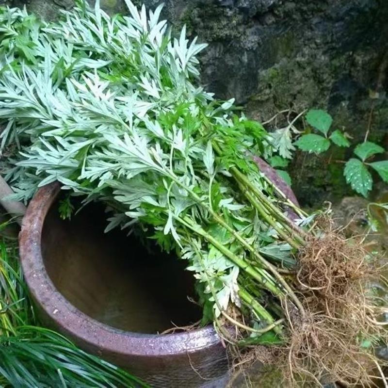 新鲜艾草整棵带根食用泡脚月子洗