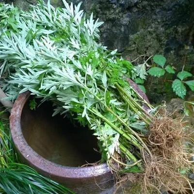 新鲜艾草整棵带根食用泡脚月子洗头正艾中草药用大叶老艾草头可吃
