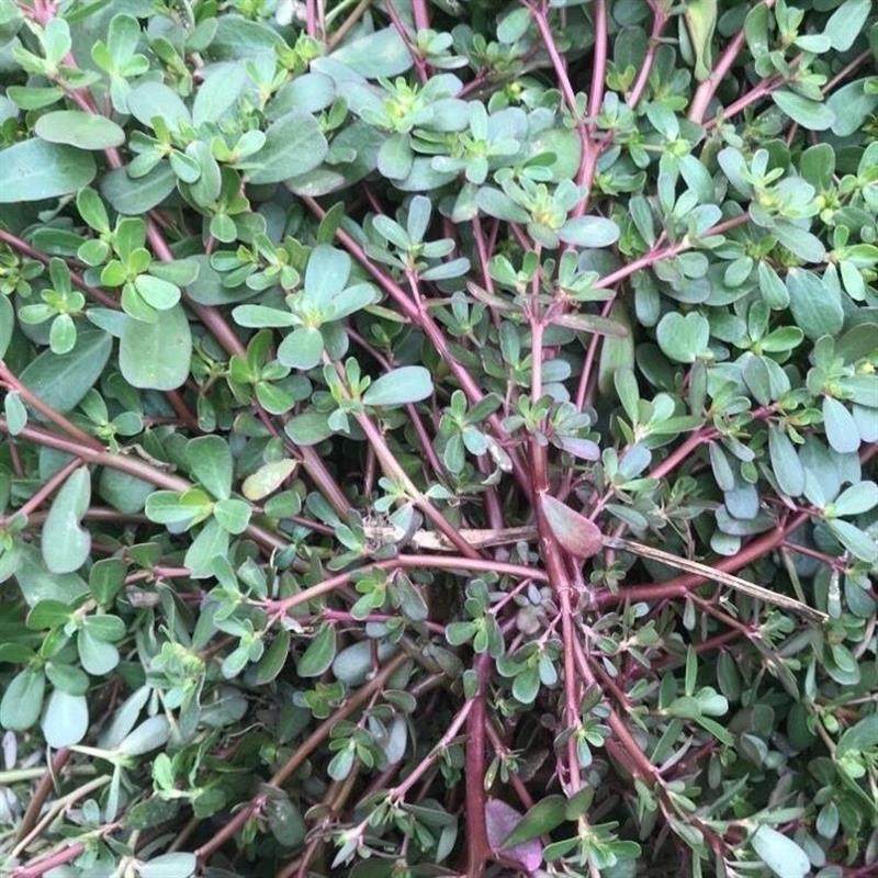 天然新鲜现摘马齿苋菜 五行菜马蜂菜长寿菜 瓜子菜蚂蚁菜野菜包邮