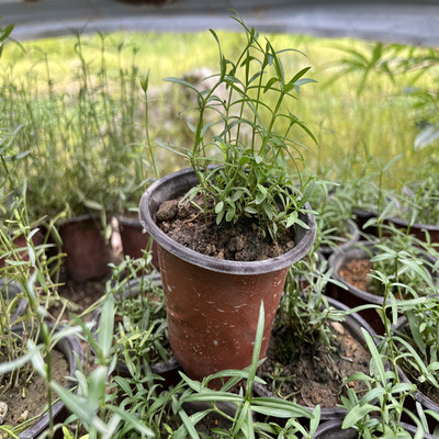 蛇舌草苗白花蛇舌草盆栽绿植杀菌草药配伍的半枝莲苗也有百花草苗