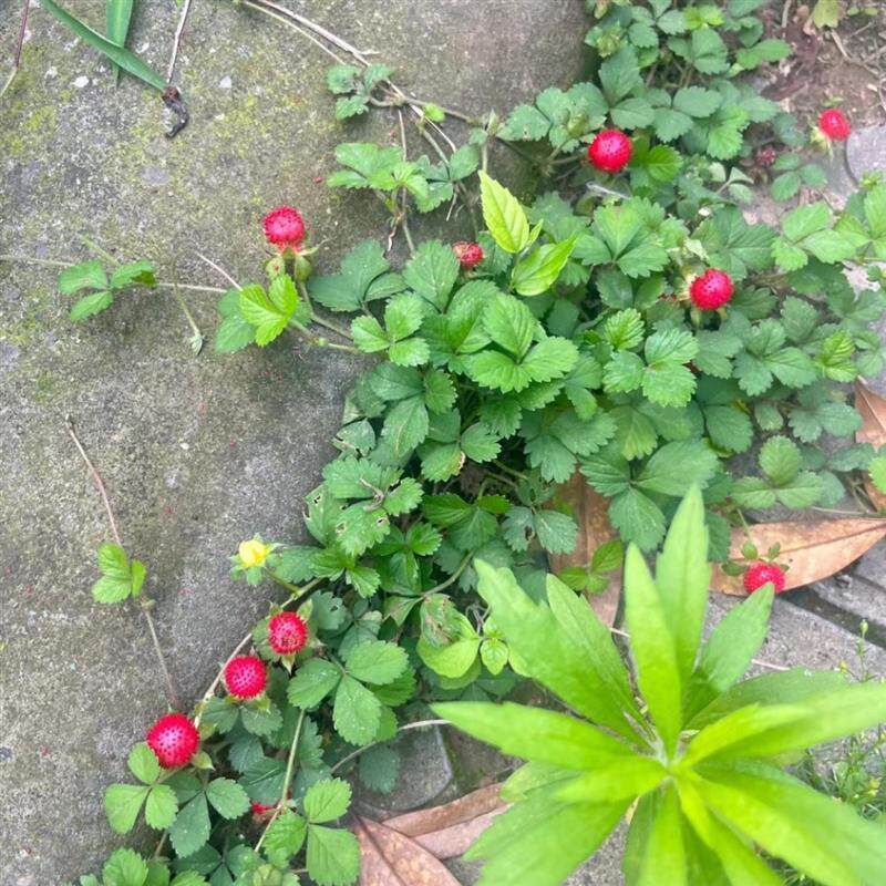 蛇莓草整棵新鲜蛇泡草地莓龙吐珠三叶莓中草药材野草莓潮汕倒地枚