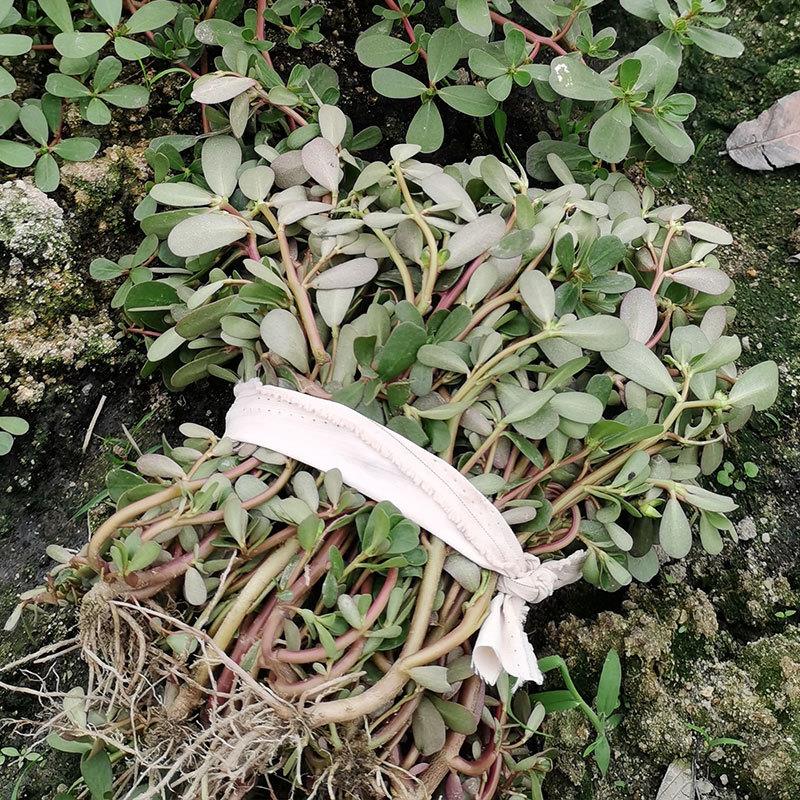 马齿苋菜新鲜包邮潮汕现摘马齿菜