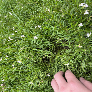 半边莲新鲜现采潮汕青草药半边莲半畔莲半畔花半边菊细米草苗解索