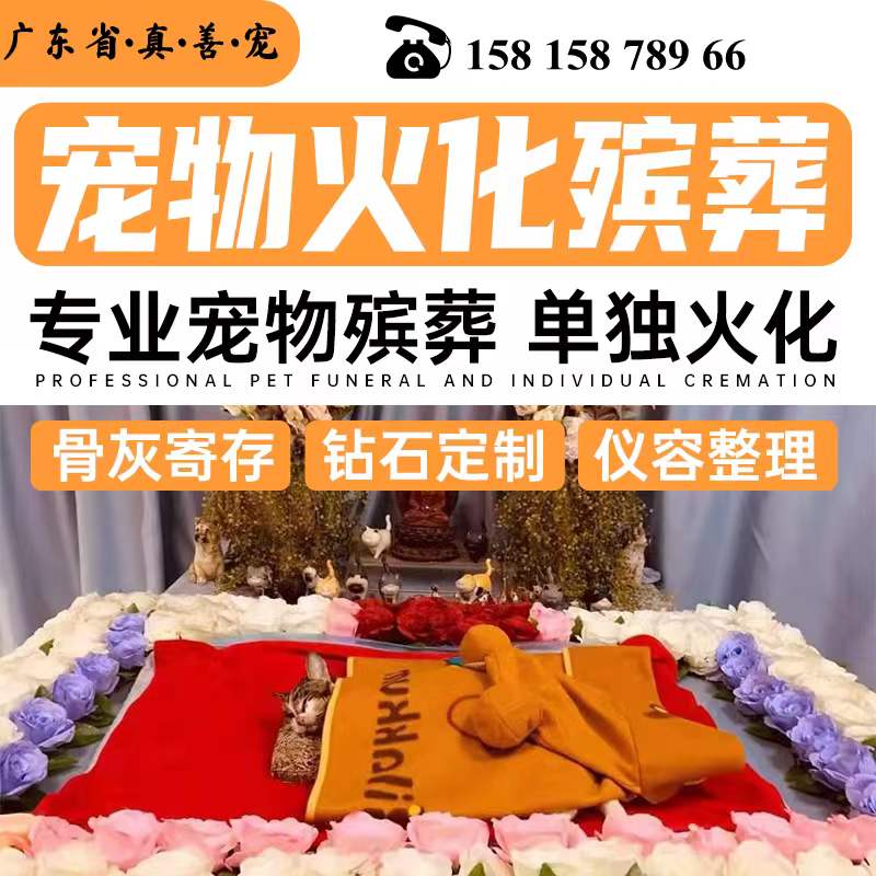 佛山禅城区深圳罗湖区现场宠物火化殡葬猫咪狗狗动物安乐纪念服务