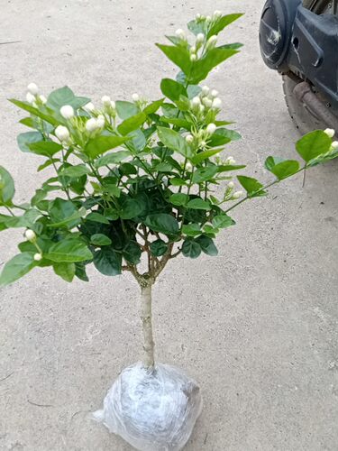 横县盆景客厅阳台吸甲醛茉莉花苗