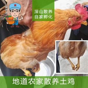 保护区正宗土鸡农家山林散养10月以上老母鸡草鸡活鸡现杀 月子鸡
