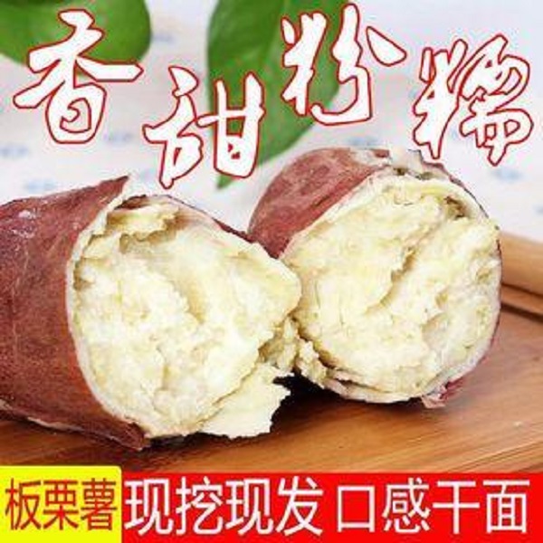 纯正新鲜现挖沙地白心板栗红薯粉面香甜老品种粗粮-产地直销