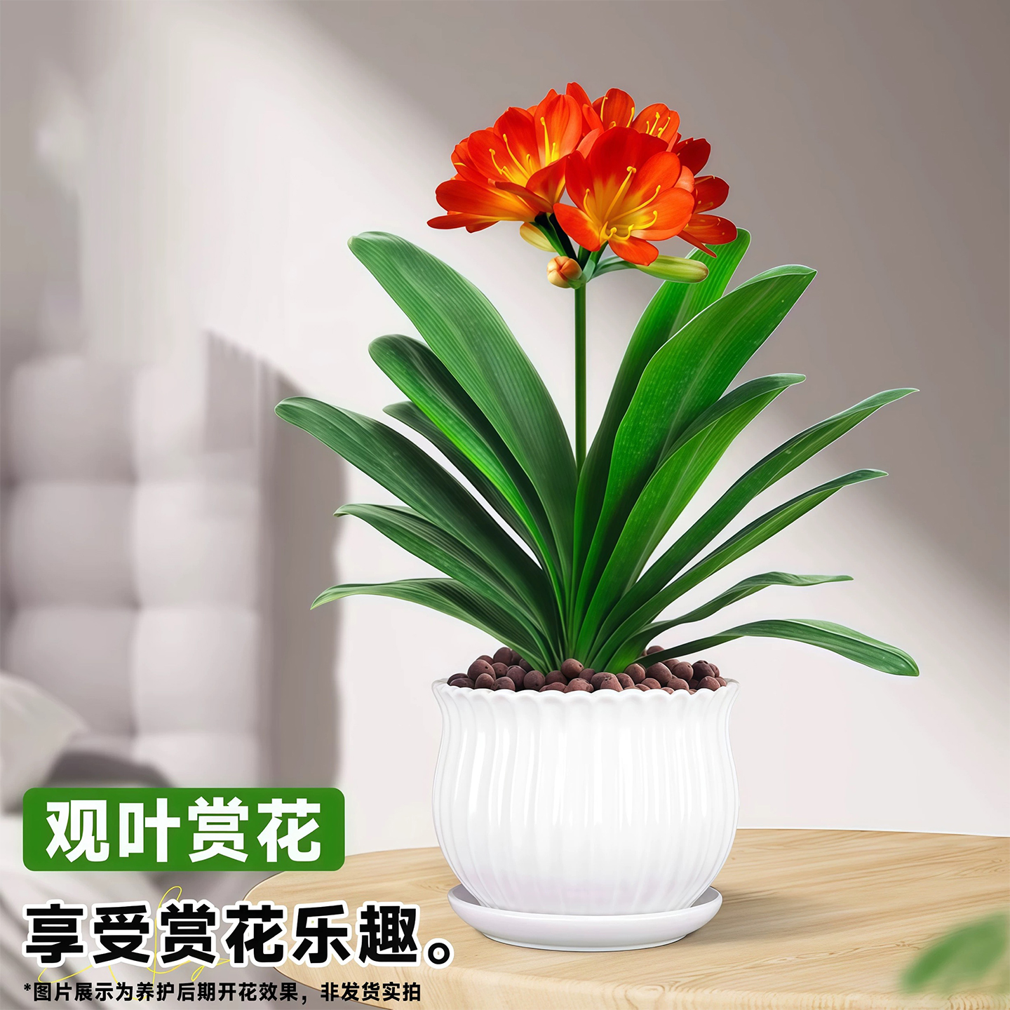 君子兰盆栽大苗室内办公桌面懒人四季好养绿植花卉植物精品年宵花