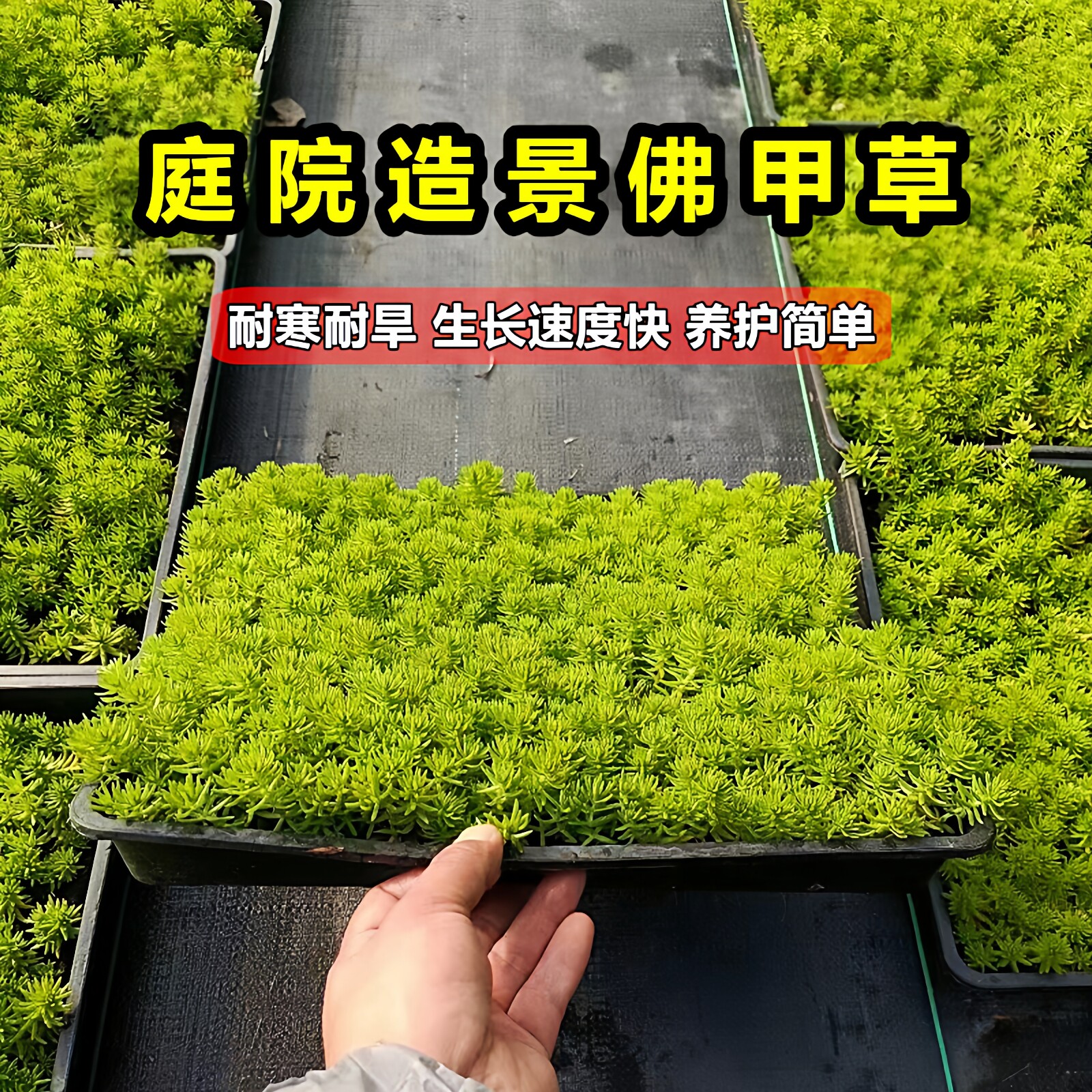佛甲草苗黄金金叶佛甲草草皮过路黄姬岩垂草中华景天耐寒地被植物