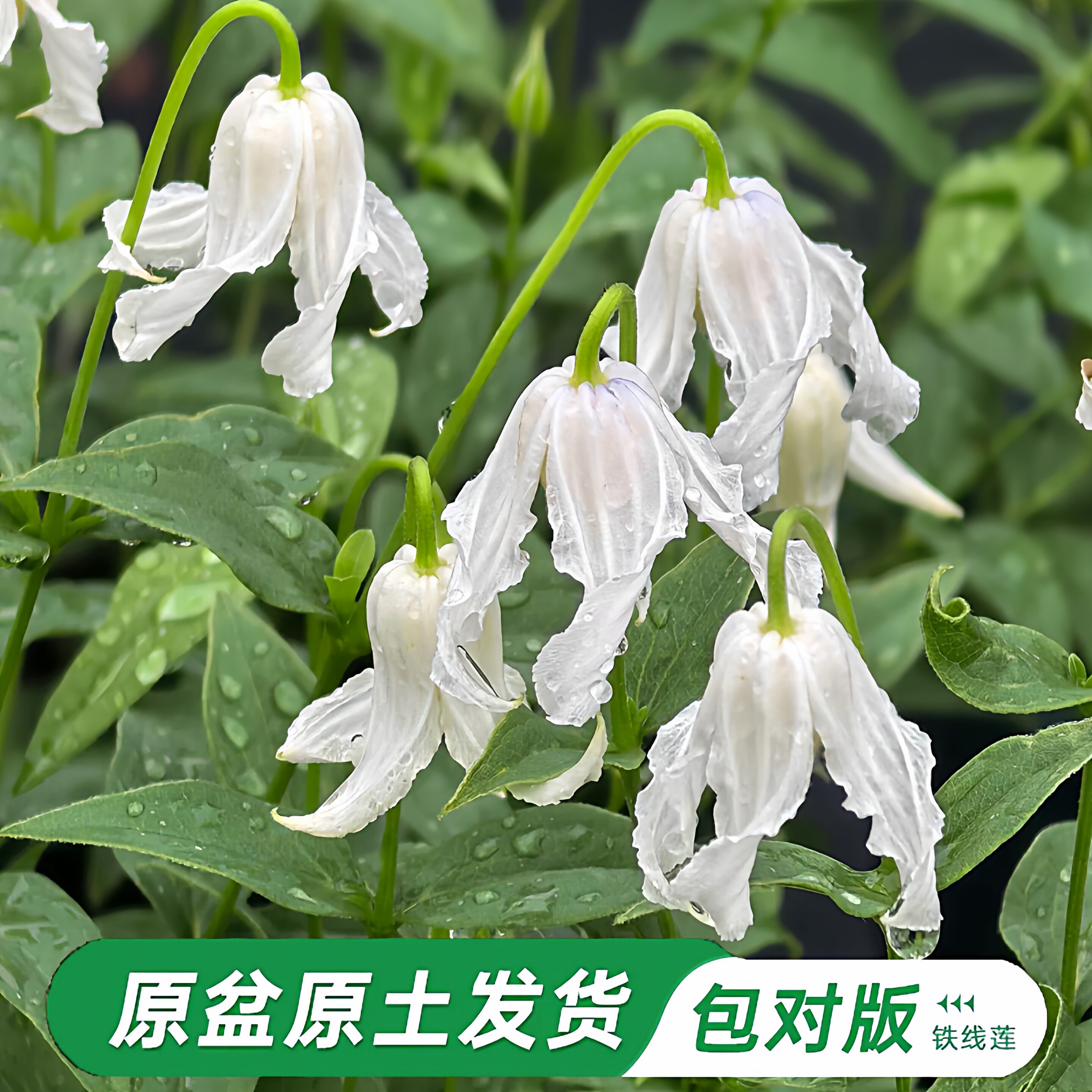 哈库里铁线莲大苗爬藤植物单瓣白色四季无刺攀爬庭院耐寒爬墙铃铛