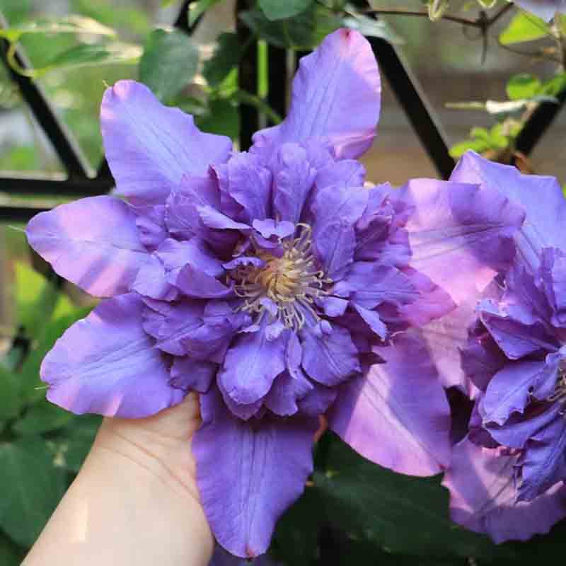 薇安铁线莲花苗爬藤花卉植物重瓣大花藤本花卉庭院爬墙无刺四季花 鲜花速递/花卉仿真/绿植园艺 绣球/木绣球/木本植物 原图主图