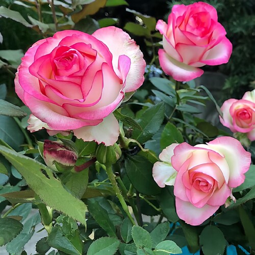 艾莎月季花灌木大花切花玫瑰四季