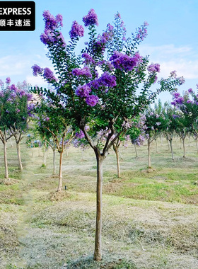 紫色紫薇花树苗盆栽庭院耐寒红花天鹅绒百日红火剑丛生风景树别墅