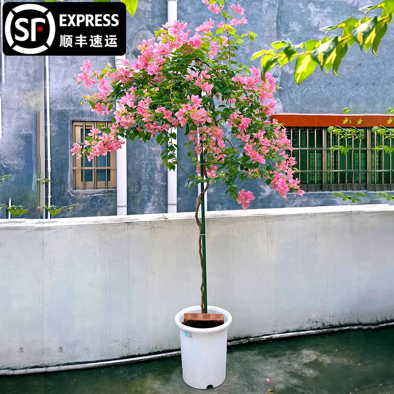 爬藤三角梅大苗高飘原生绿樱