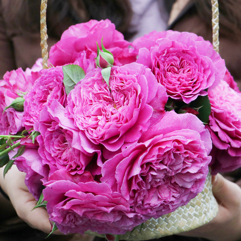 扇子月季切花苗多季开盆栽带花阳台玫瑰庭院花卉勤花蔷薇植物带花