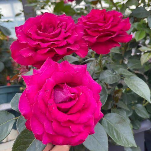 美人丽芙月季花盆栽四季大花浓香