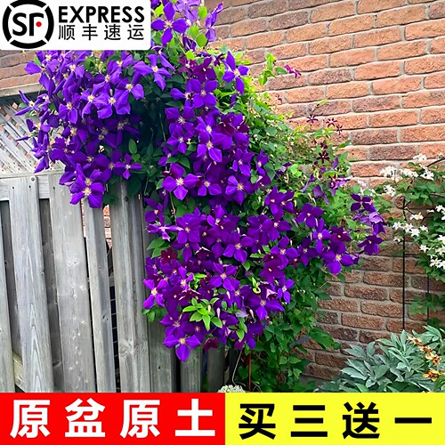 铁线莲爬藤花四季好养活重瓣大花