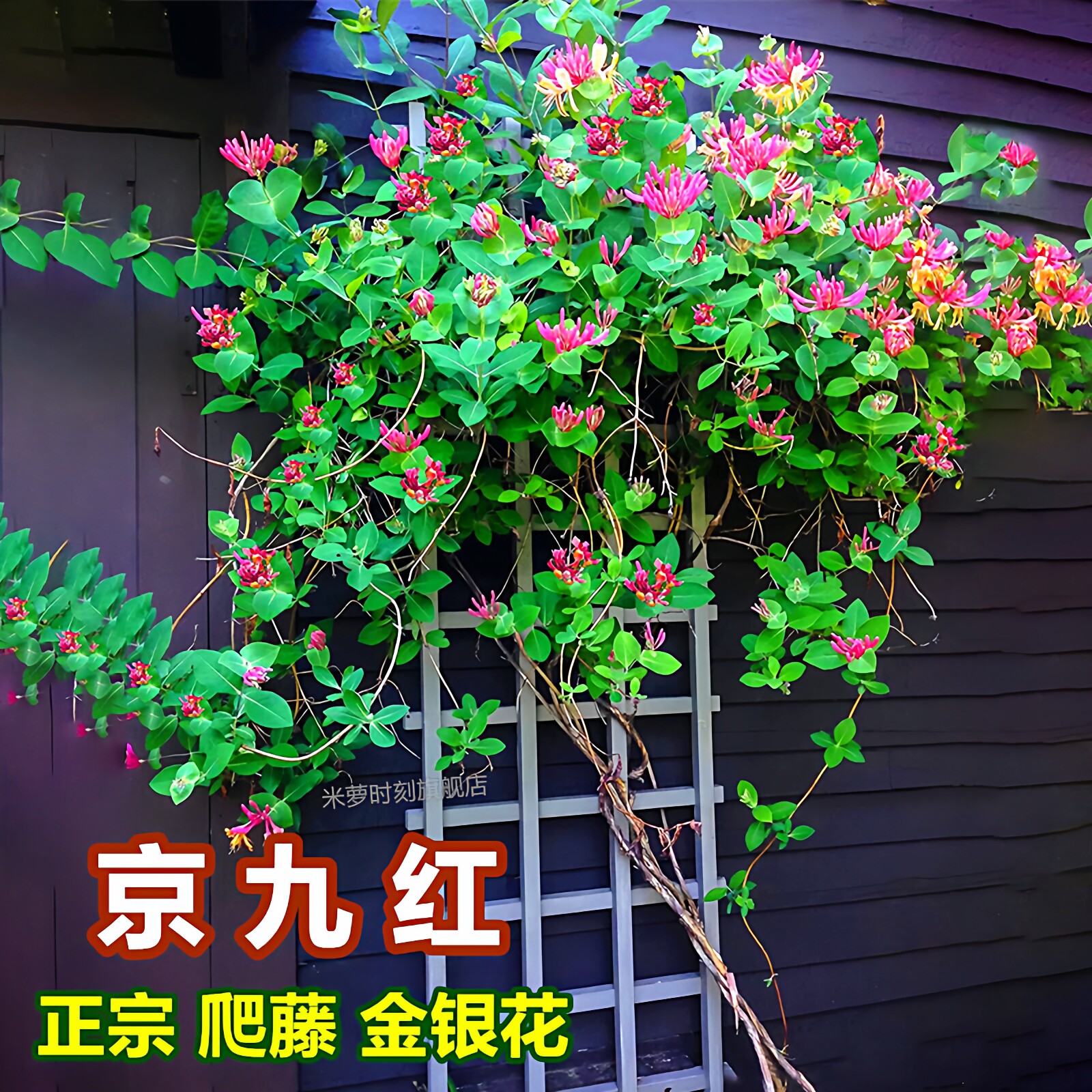 金银花树苗爬藤植物可食用浓香黄白红花树形阳台盆栽四季庭院老桩