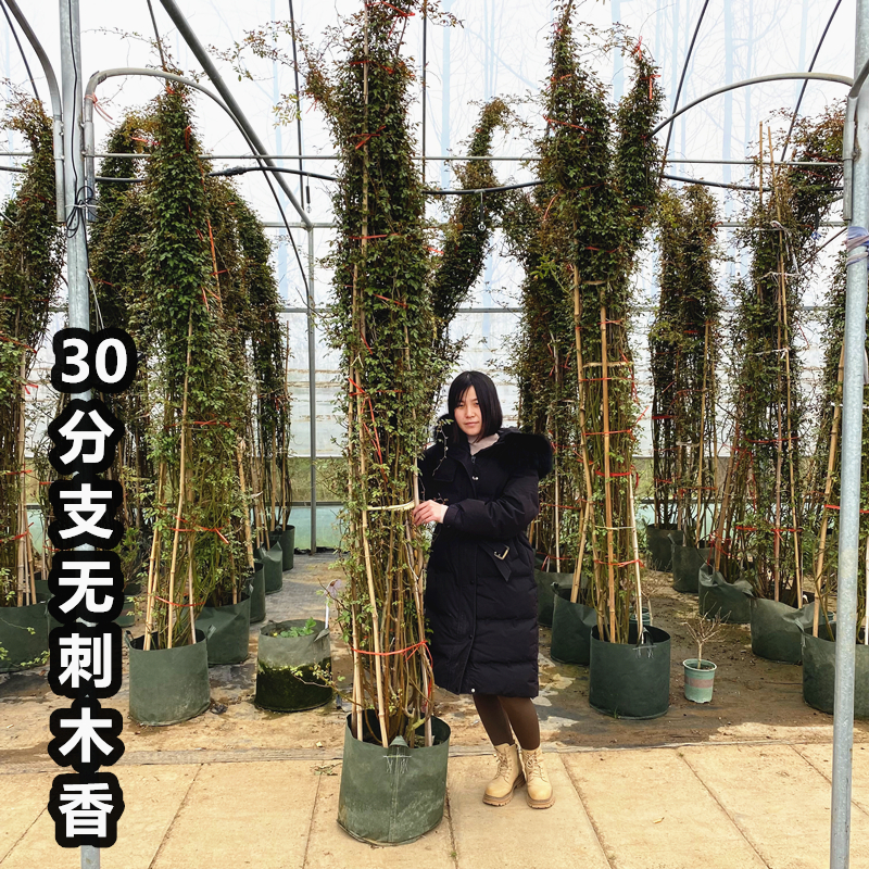 四季红木香花苗爬藤月季无刺蔷薇