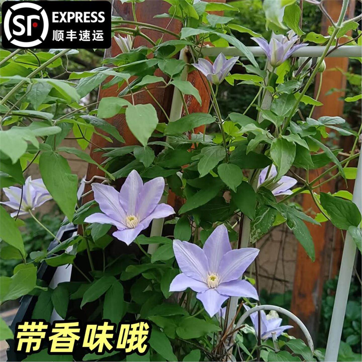 卡帝米亚铁线莲大苗爬藤植物紫蓝色大花攀爬庭院耐寒爬墙花卉盆栽