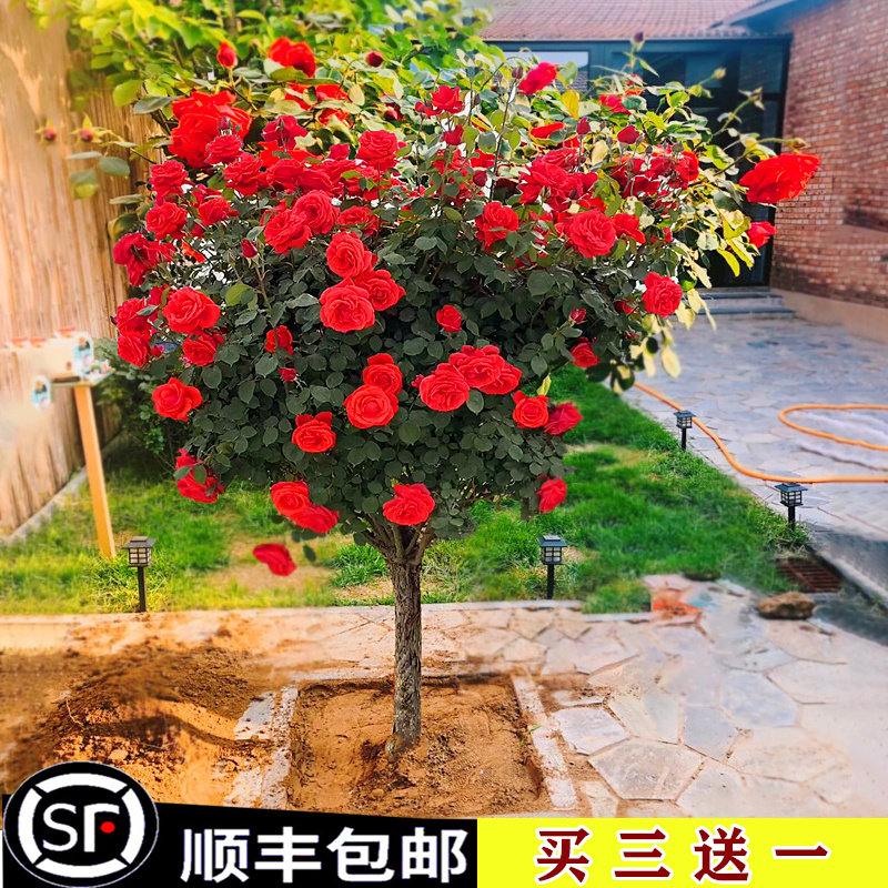 树桩月季花苗大花山木香嫁接树庭院大冠幅多色多季开盆栽树形花卉