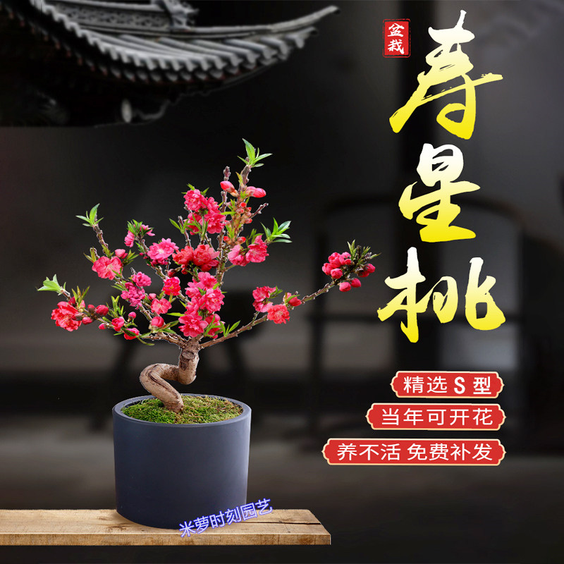 寿星桃花盆栽带花苞重瓣寿心桃盆景室内外庭院观花耐寒桃梅花植物