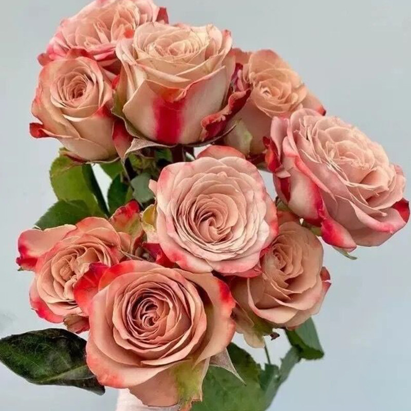 卡布奇诺月季花苗多季盆栽带花阳台玫瑰庭院花卉勤花蔷薇植物带花