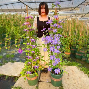 铁线莲大苗爬藤植物多季 重瓣大花攀爬庭院耐寒爬墙花阳台盆栽带花