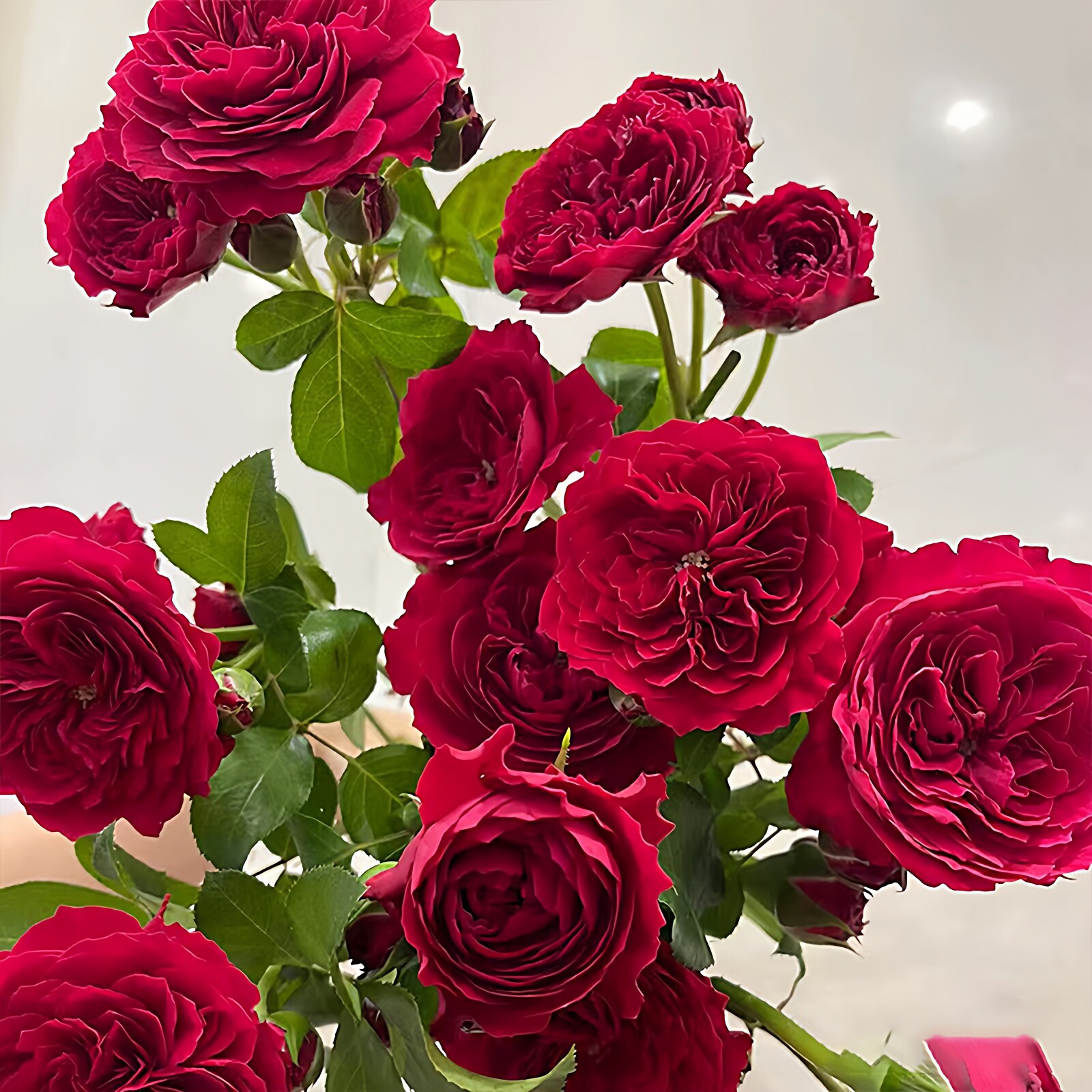 红色达芬奇月季花大苗盆栽开花机器阳台庭院花卉四季玫瑰植物红达