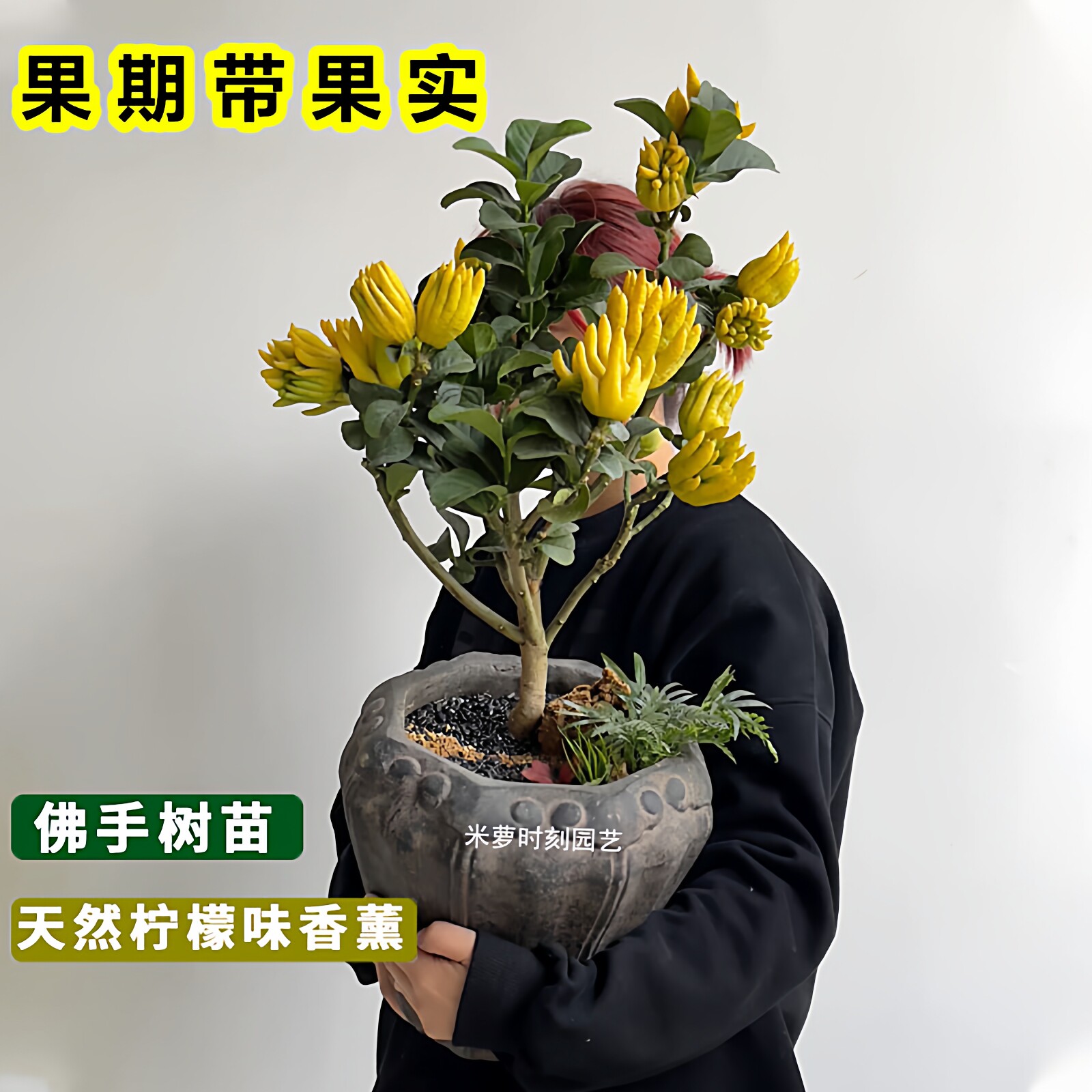佛手树苗盆栽带果金佛手大果盆景佛手柑室内阳台盆栽庭院花卉植物