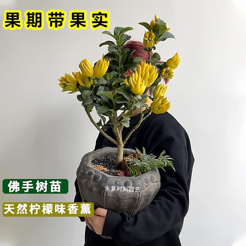 佛手柑树苗阳台盆栽庭院带果花卉