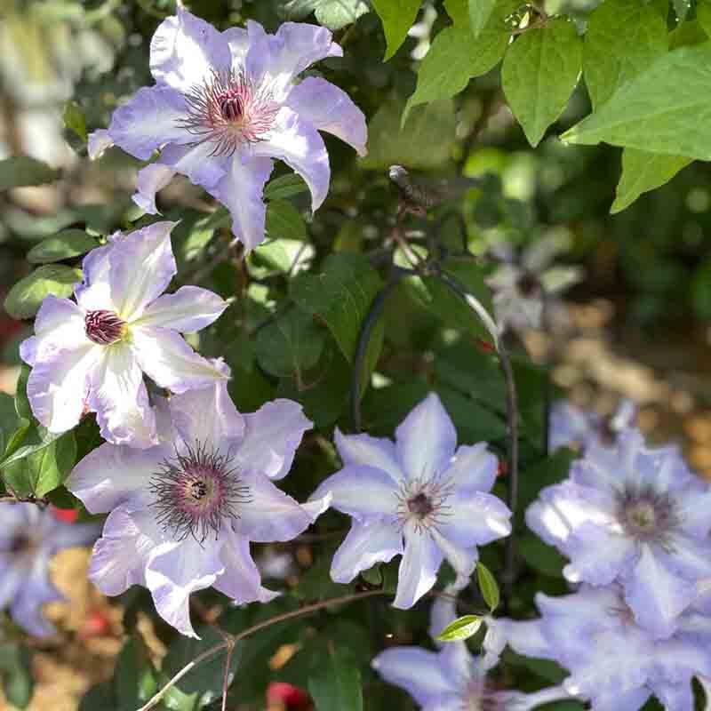 美佐士铁线莲花苗盆栽早花大花阳台垂吊庭院花四季爬墙易活绿植物