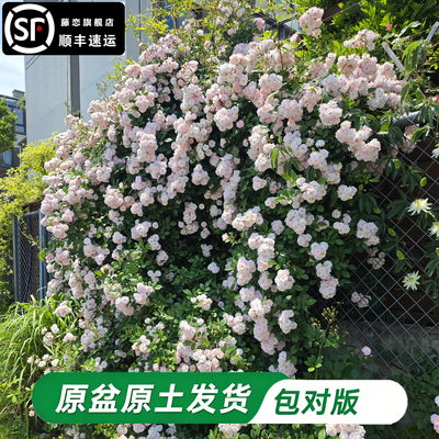 呼吸香水藤本微风堡利斯爬藤蔷薇