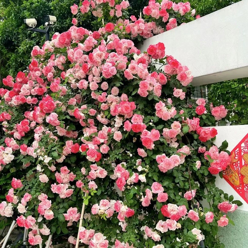樱霞藤本月季花四季爬藤爬墙花卉