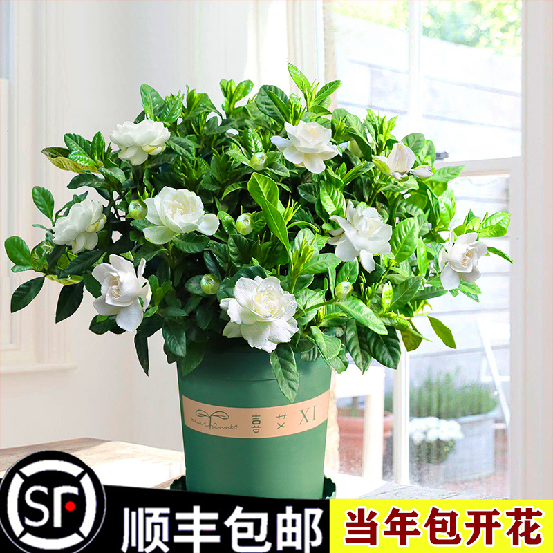 栀子花盆栽盆景造型花卉树苗带花苞开花绿植净化空气室内庭院好养