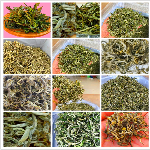 优选日照云南浓香型甘肃绿茶叶