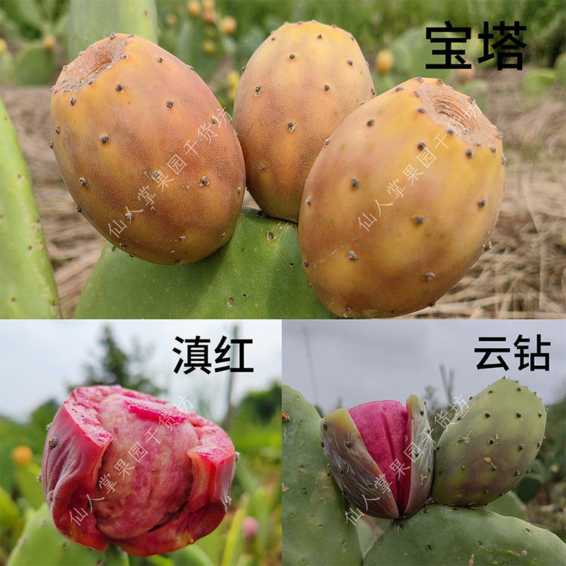 宝塔滇红云钻仙人掌种植叶片不带根可食用可种植新鲜现采农家直发