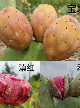 宝塔滇红云钻仙人掌叶片可食用