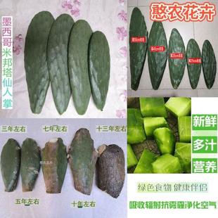 食用仙人掌新鲜老桩老片美容灌肤内服外敷仙人掌老桩四季绿植植物