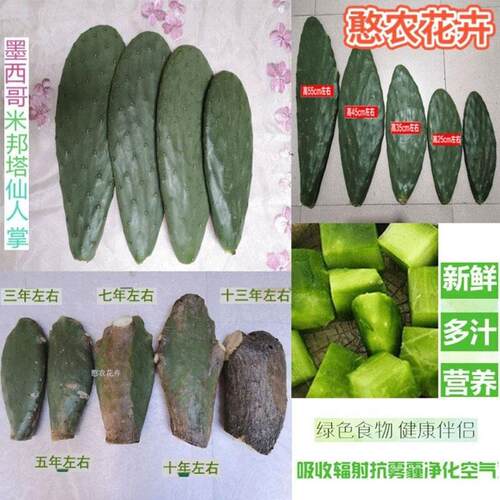 米邦塔仙人掌老桩老片
