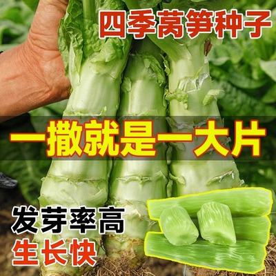 莴苣菜种籽香干莴笋种子菜苗夏天庭院阳台盆栽四季蔬菜种子籽大全